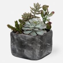  60173 - Uttermost Alverio Desert Garden Succulents